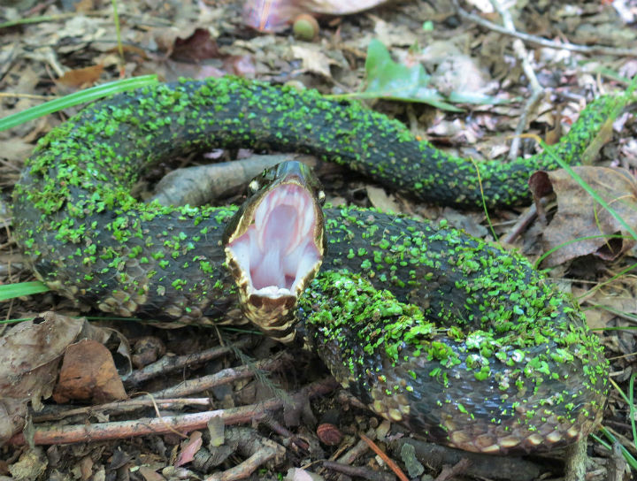 Cottonmouth